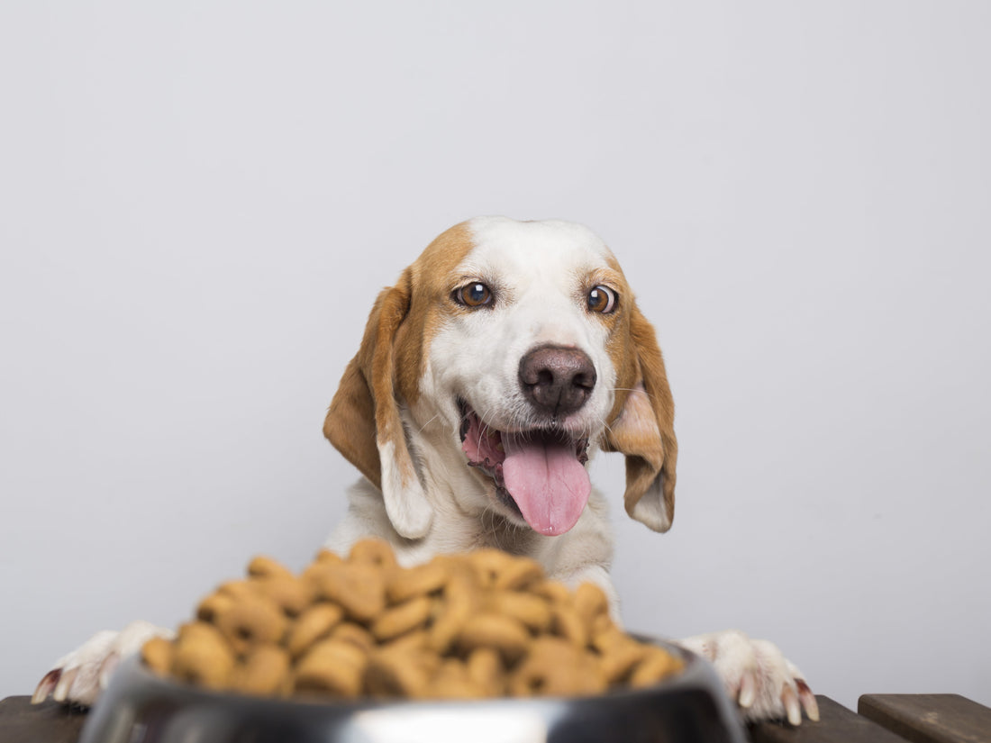 Comida sostenible para mascotas: Proteína de insectos como una alternativa innovadora