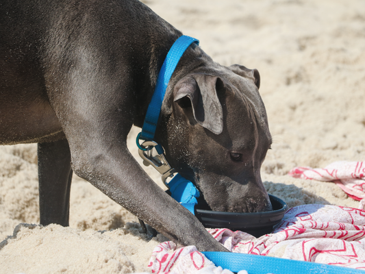 Síntomas de golpe de calor en perros y gatos: cómo identificarlos y qué hacer