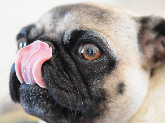 Tos de las perreras en perros: síntomas y cómo prevenirla