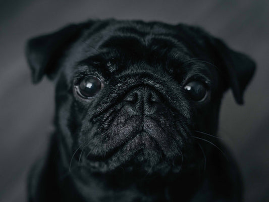 Artritis, hipotiroidismo y otras condiciones que causan decaimiento en perros senior