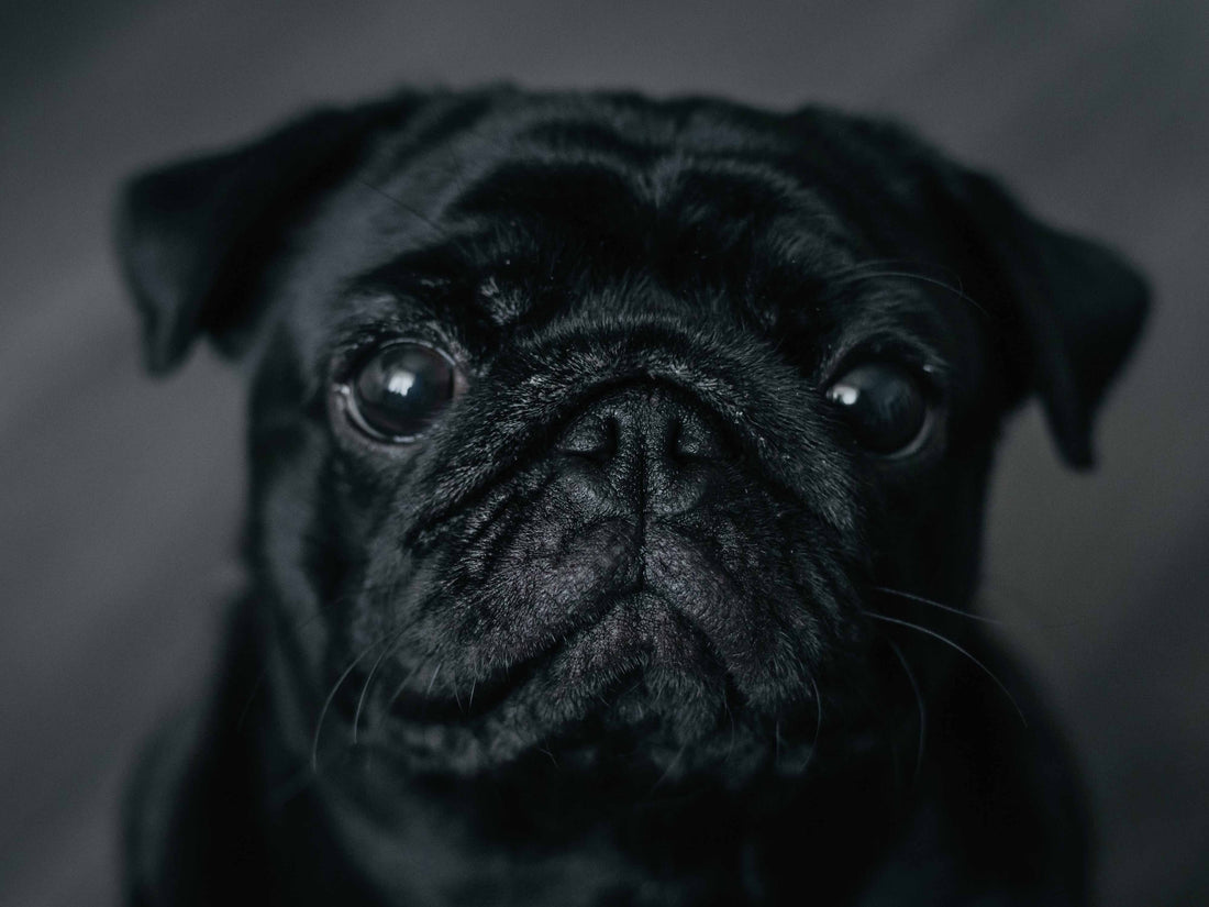 Artritis, hipotiroidismo y otras condiciones que causan decaimiento en perros senior