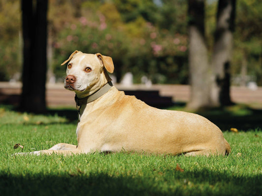 ¿Cada cuánto se da NexGard a los perros?