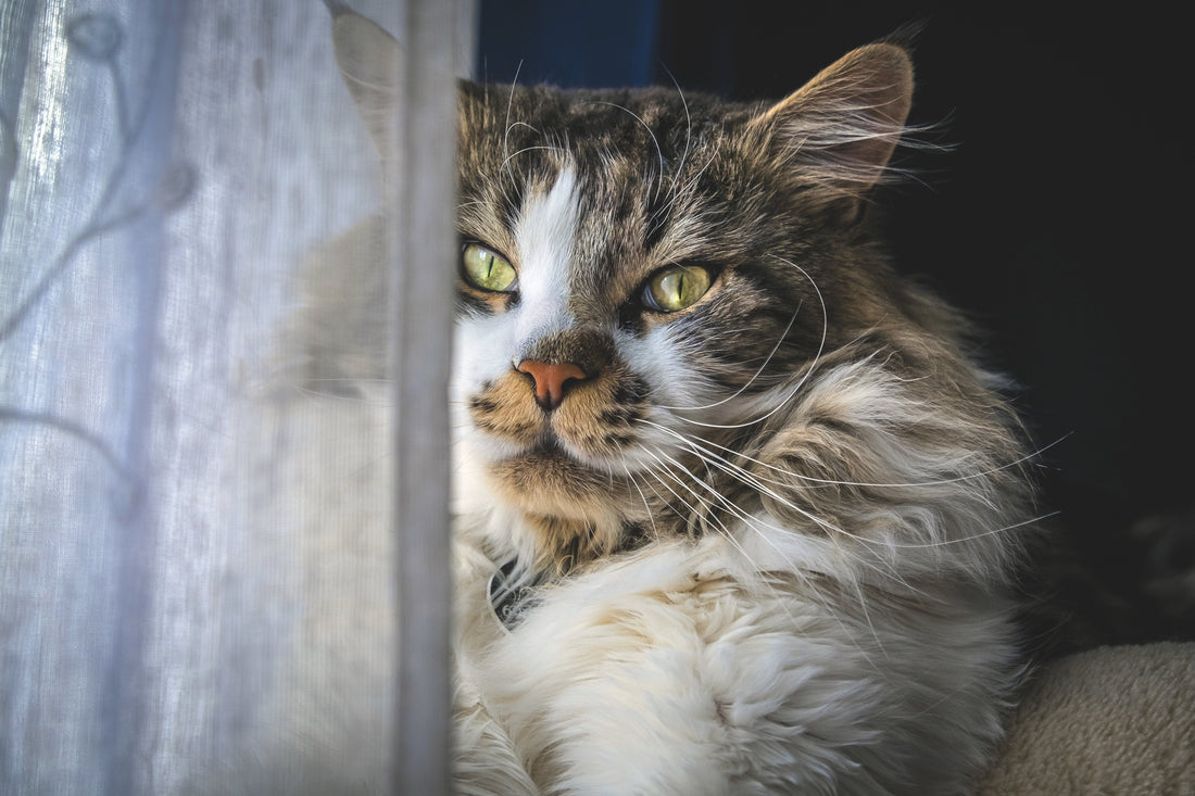 Cómo cuidar el bienestar emocional de tu mascota durante eventos festivos 