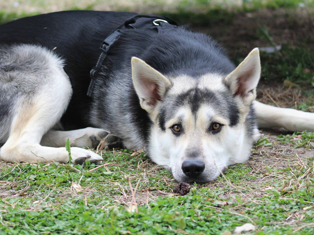 ¿Desde cuándo empieza a hacer efecto Bravecto en perros?