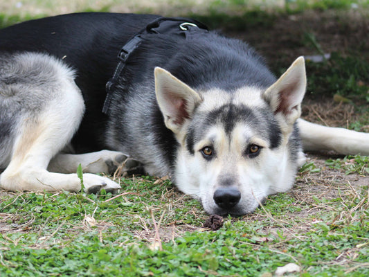 ¿Desde cuándo empieza a hacer efecto Bravecto en perros?