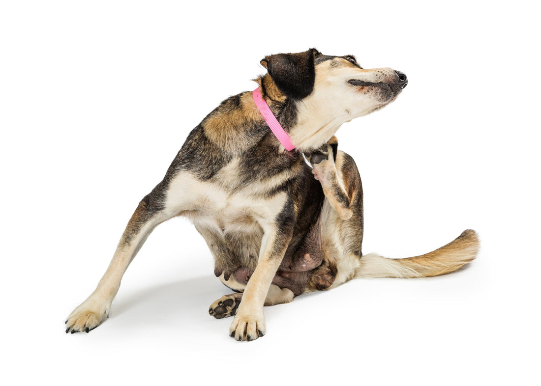 Mi perro se rasca mucho: cuándo es normal y cuándo es una señal de alerta