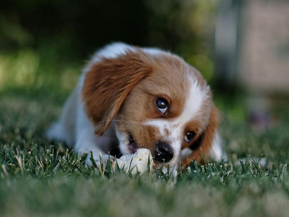 Señales de que el rascado en perros no es normal y requiere atención