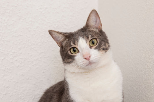 ¿Por qué Simparica no es para gatos?