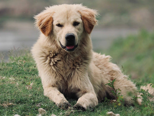 ¿Qué es Bravecto y cómo funciona en perros?