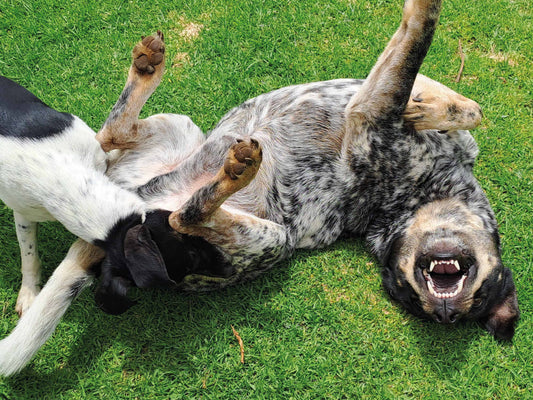 ¿Qué es NexGard y para qué sirve en perros?