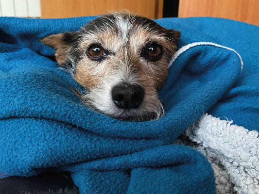 Señales de alerta en un perro decaído que no deberías ignorar