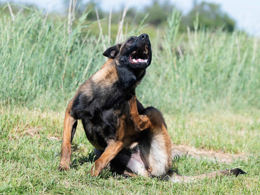 Tu perro se rasca y se muerde: aprende a diferenciar pulgas vs garrapatas por patrón y zonas, qué revisar en casa y cuándo consultar al veterinario.
