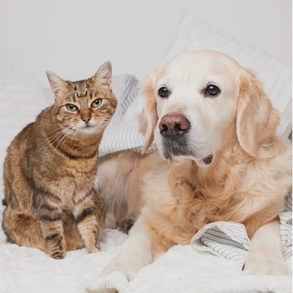 Mascotas Senior y Movilidad Veterinaria Online