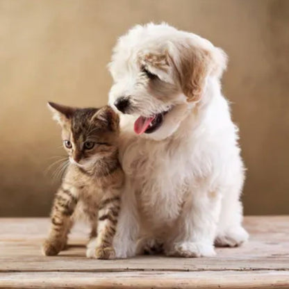 Bienvenida de Cachorros y Gatitos Veterinaria Online