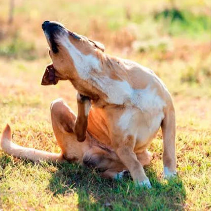 Veterinaria Dermatológica Online