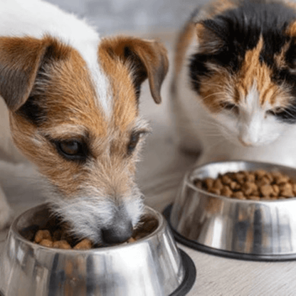 Nutrición Veterinaria Online