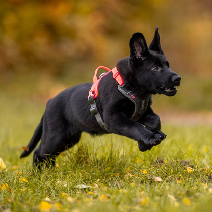 Non-Stop Dogwear Ramble Harness Verde Talla S