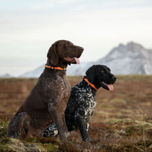 Non-Stop Dogwear Trail Quest Collar Naranjo/Negro Talla L