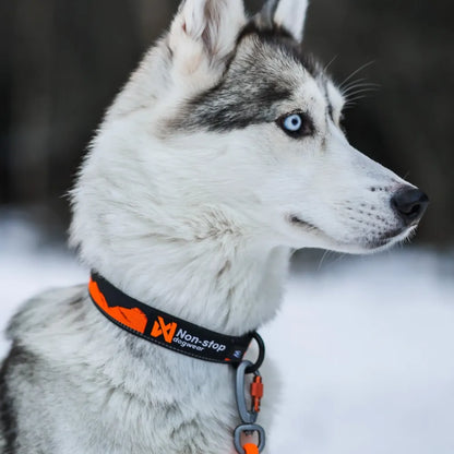 Non-Stop Dogwear Trail Quest Collar Naranjo/Negro Talla L