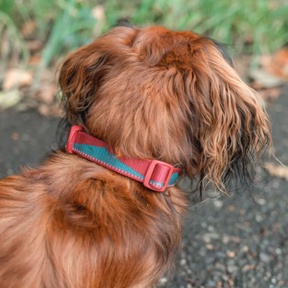 Non-Stop Dogwear Trail Quest Collar Naranjo/Negro Talla L