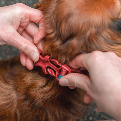 Non-Stop Dogwear Trail Quest Collar Rachel Pohl Edition Verde/Naranjo Talla M