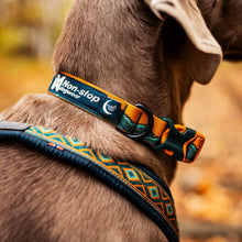 Non-Stop Dogwear Trail Quest Collar Rachel Pohl Edition Verde/Naranjo Talla M