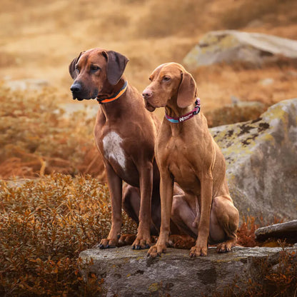 Non-Stop Dogwear Trail Quest Collar Naranjo/Negro Talla L