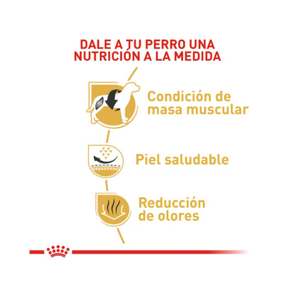 Royal Canin Bulldog Frances Adulto 3 kg